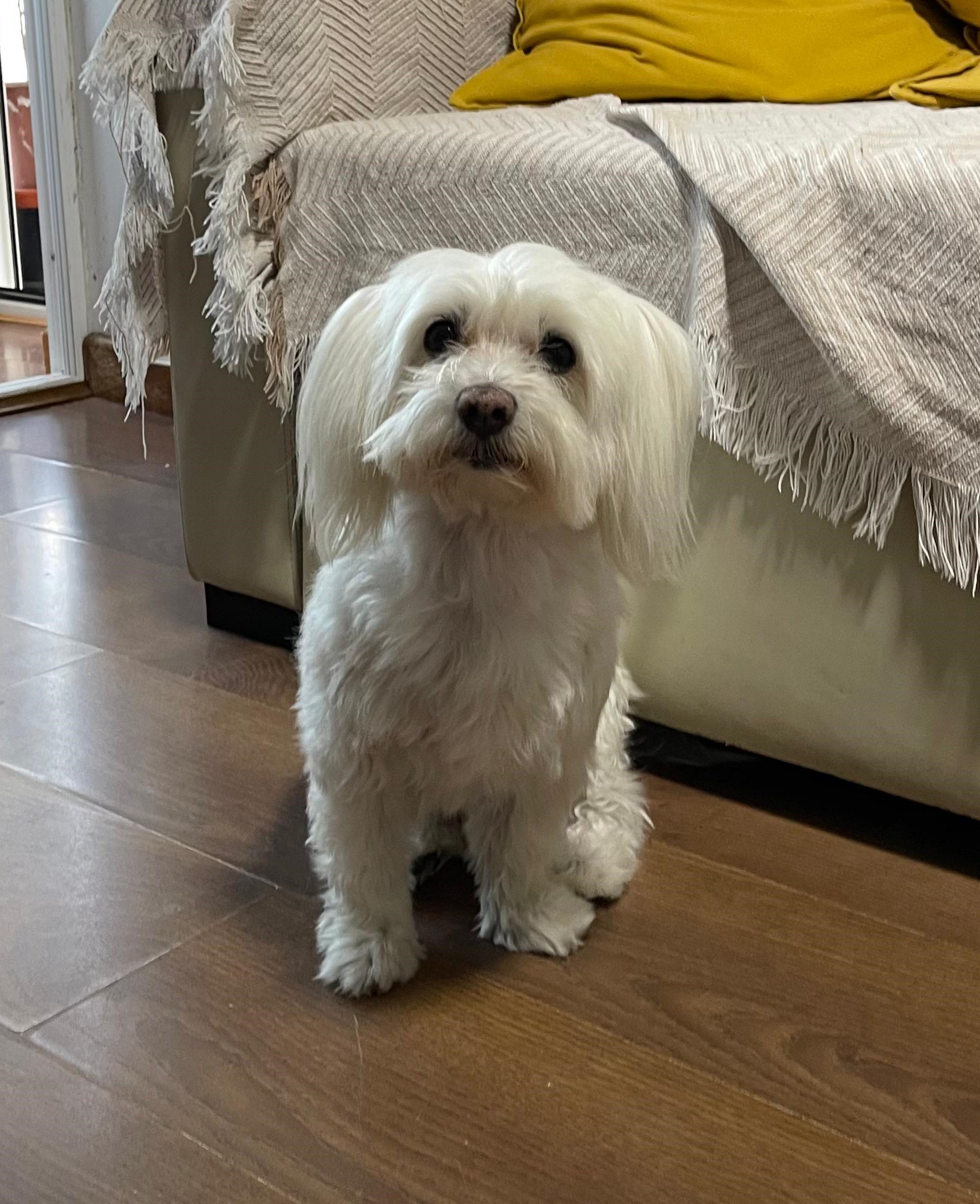 Photo of Coby, the artist's pet